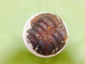 味の素の冷凍餃子がカンタンにパリッとできて最強にウマい ぎょうざ Com