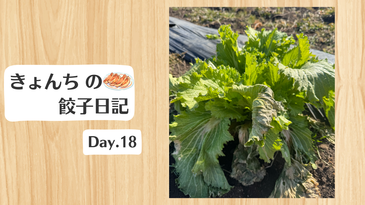 餃子日記：2026年1月18日