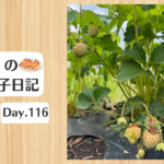 餃子日記：2026年4月26日