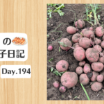 餃子日記：2026年7月13日